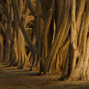 men as trees